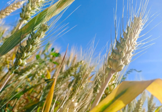 小麦追求矮化是为什么-蚂蚁新村小课堂3月22日最新答案一览2022