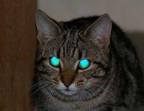 猫的眼睛在夜里闪闪发光主要因为什么-蚂蚁庄园2022年1月13日正确答案分享