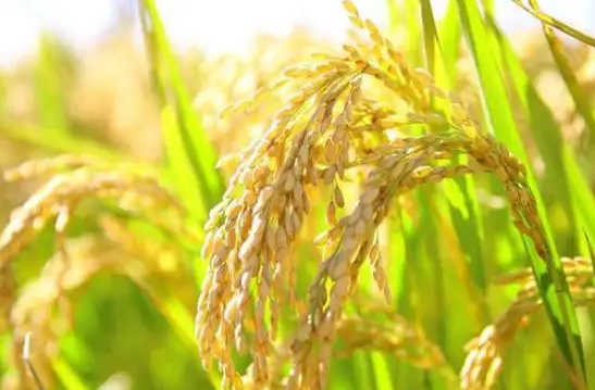 我国的水稻主要成分是淀粉正确吗-支付宝蚂蚁新村2022.3.15答案最新一览